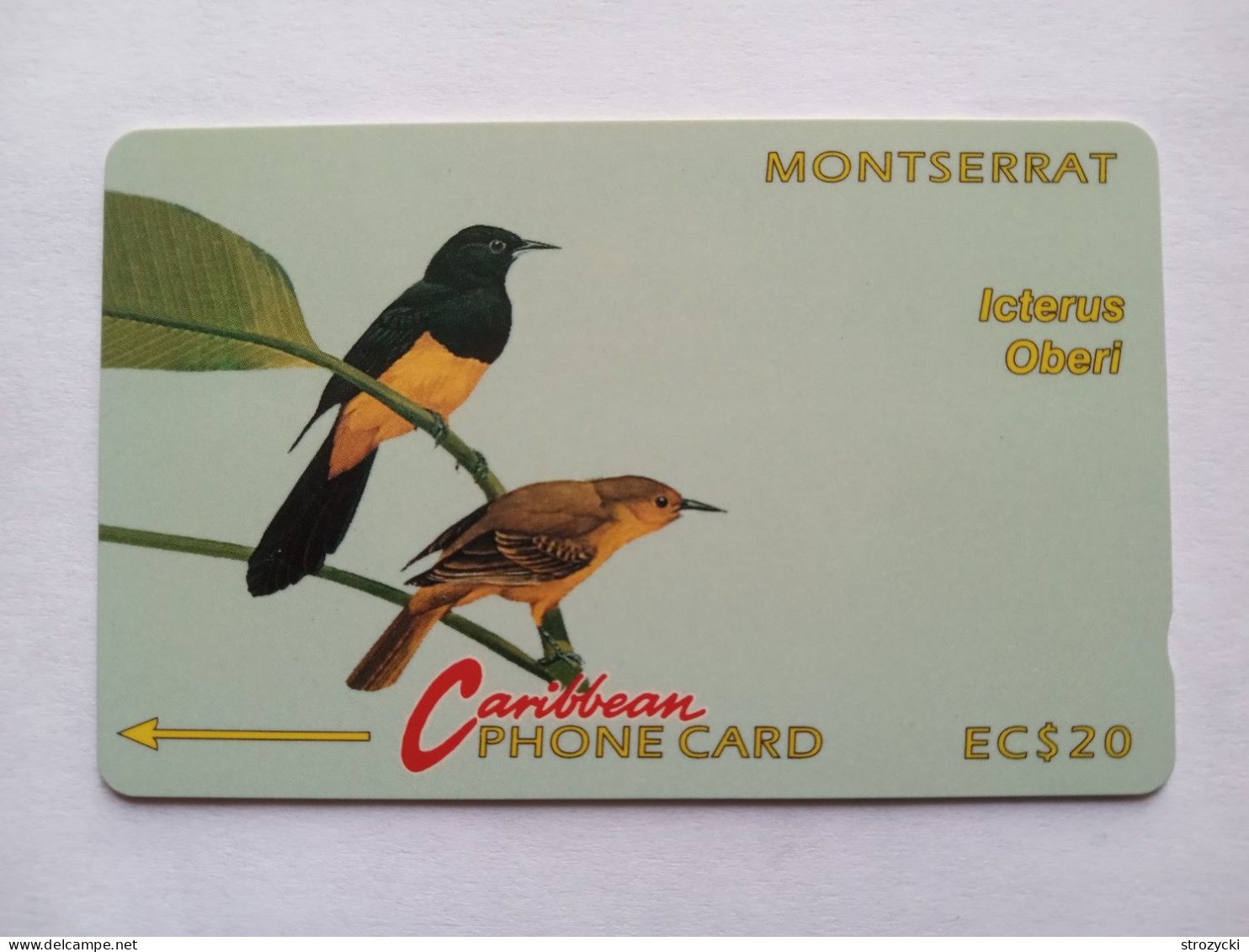 Montserrat - Birds - Icterus Oberi - 4CMTA - Montserrat