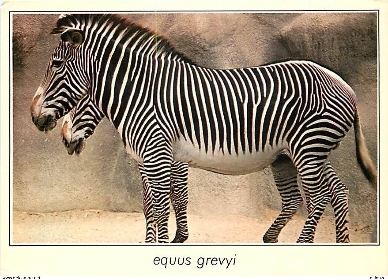 Animaux - Zèbres - Zèbre De Grévy - CPM - Carte Neuve - Voir Scans Recto-Verso - Zebras