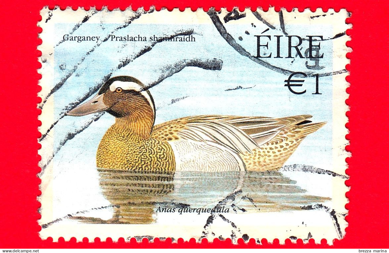 IRLANDA - EIRE - Usato - 2004 - Anatre - Marzaiola (Anas Querquedula) - 1 - Used Stamps