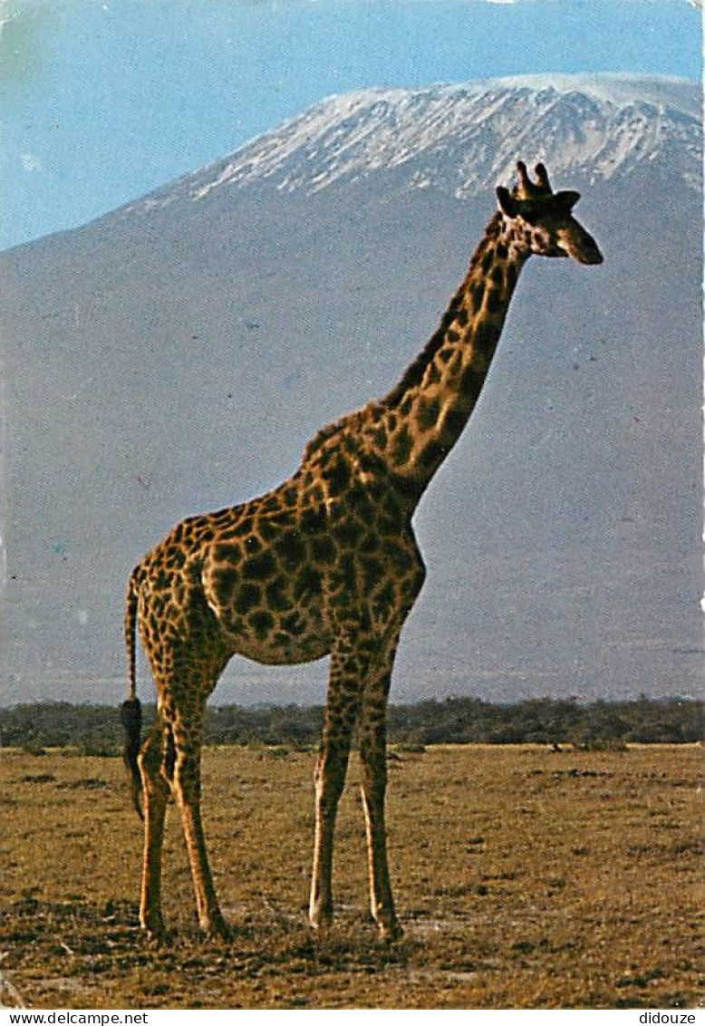 Animaux - Girafes - Kenya - Giraffe And Kilmanjaro - Voir Timbre Du Kenya - CPM - Voir Scans Recto-Verso - Giraffen