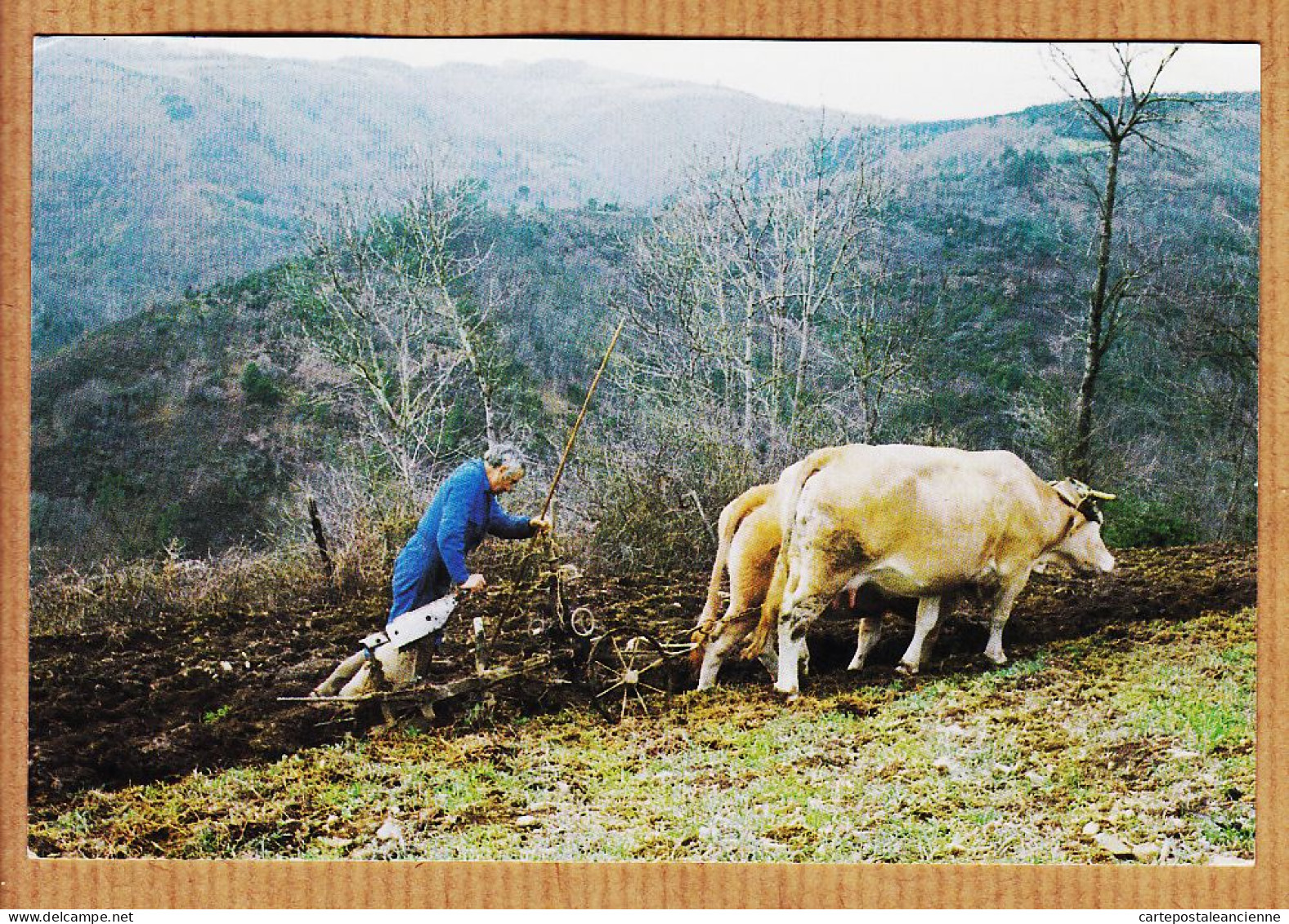 6624 / ⭐ GAYSSIE-PETIT VABRE Tarn Jean HERAIL Labour En Montagne Attelage Boeuf Salon CASTRES 1997 Cliché FARENC - Vabre