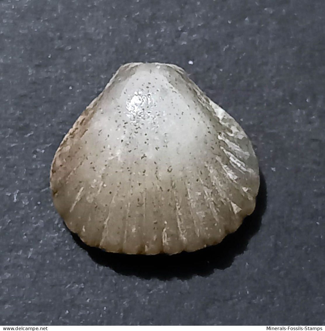 #RHYNCHONELLOIDELLA ELEGANTULA Fossile, Brachiopoden, Jura (Frankreich) - Fossiles