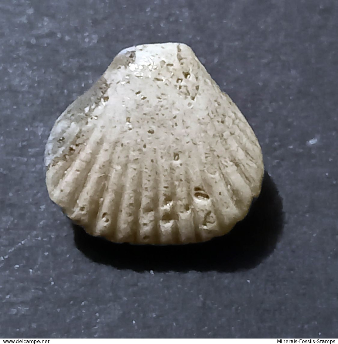 #RHYNCHONELLOIDELLA ELEGANTULA Fossile, Brachiopoden, Jura (Frankreich) - Fósiles