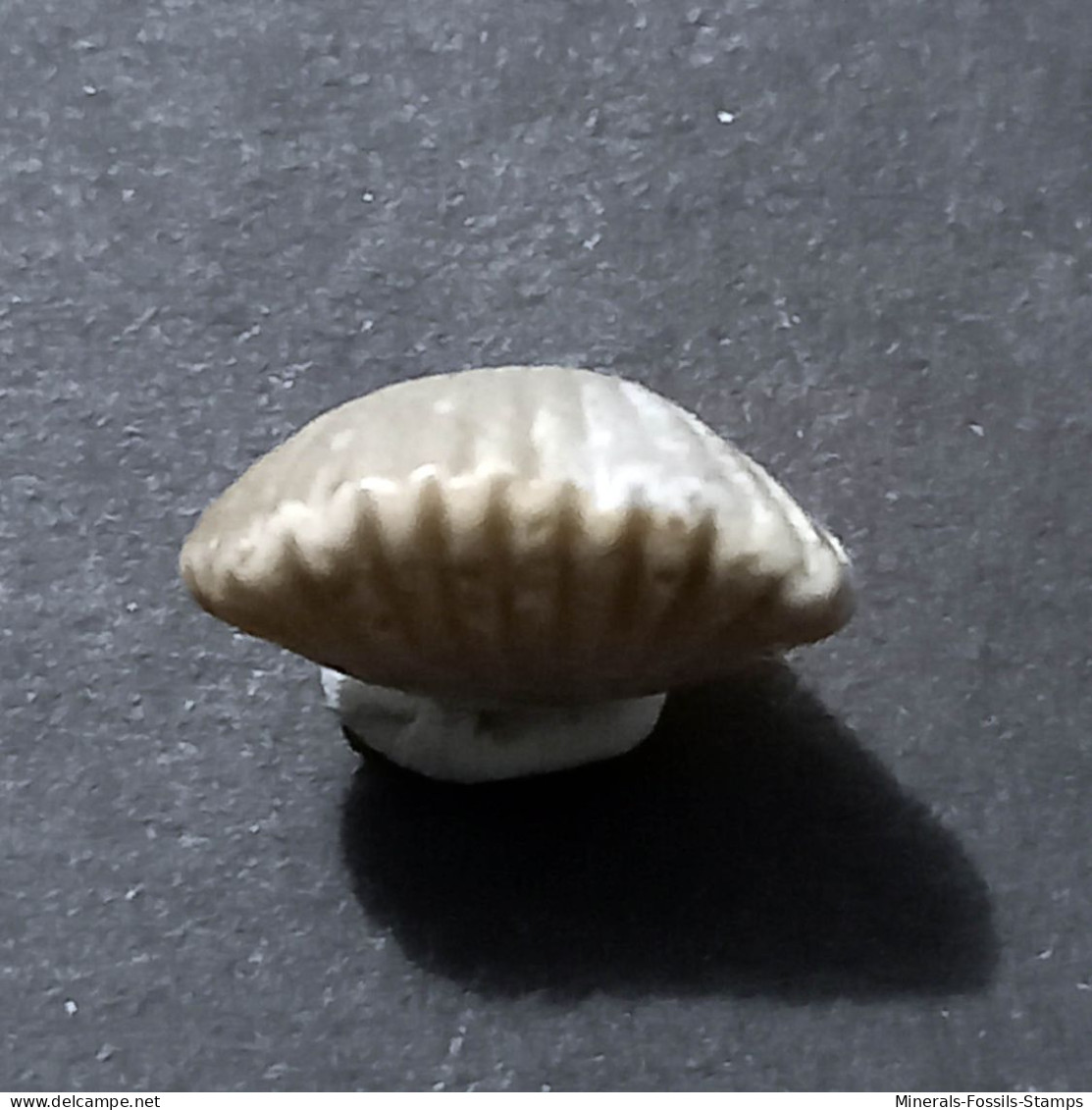 #RHYNCHONELLOIDELLA ELEGANTULA Fossile, Brachiopoden, Jura (Frankreich) - Fossils