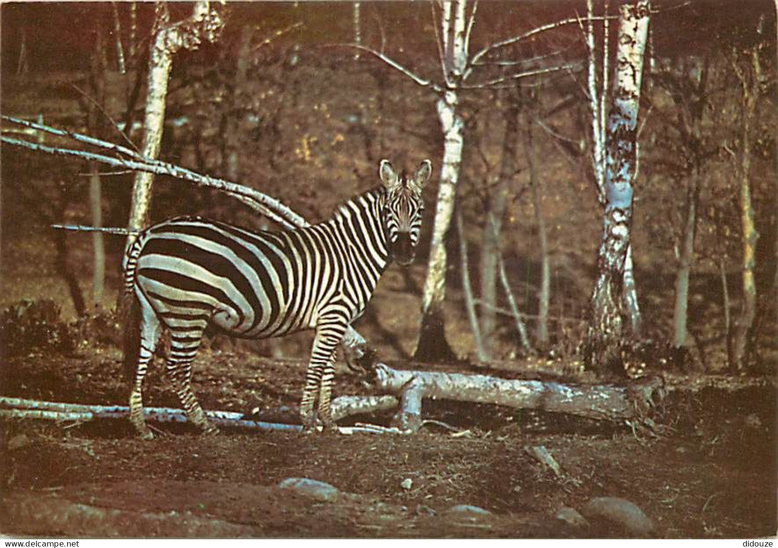 Animaux - Zèbres - Zoo Safari Del Laggo Maggiore - Statale Arona-Novara - CPM - Carte Neuve - Voir Scans Recto-Verso - Zebra's