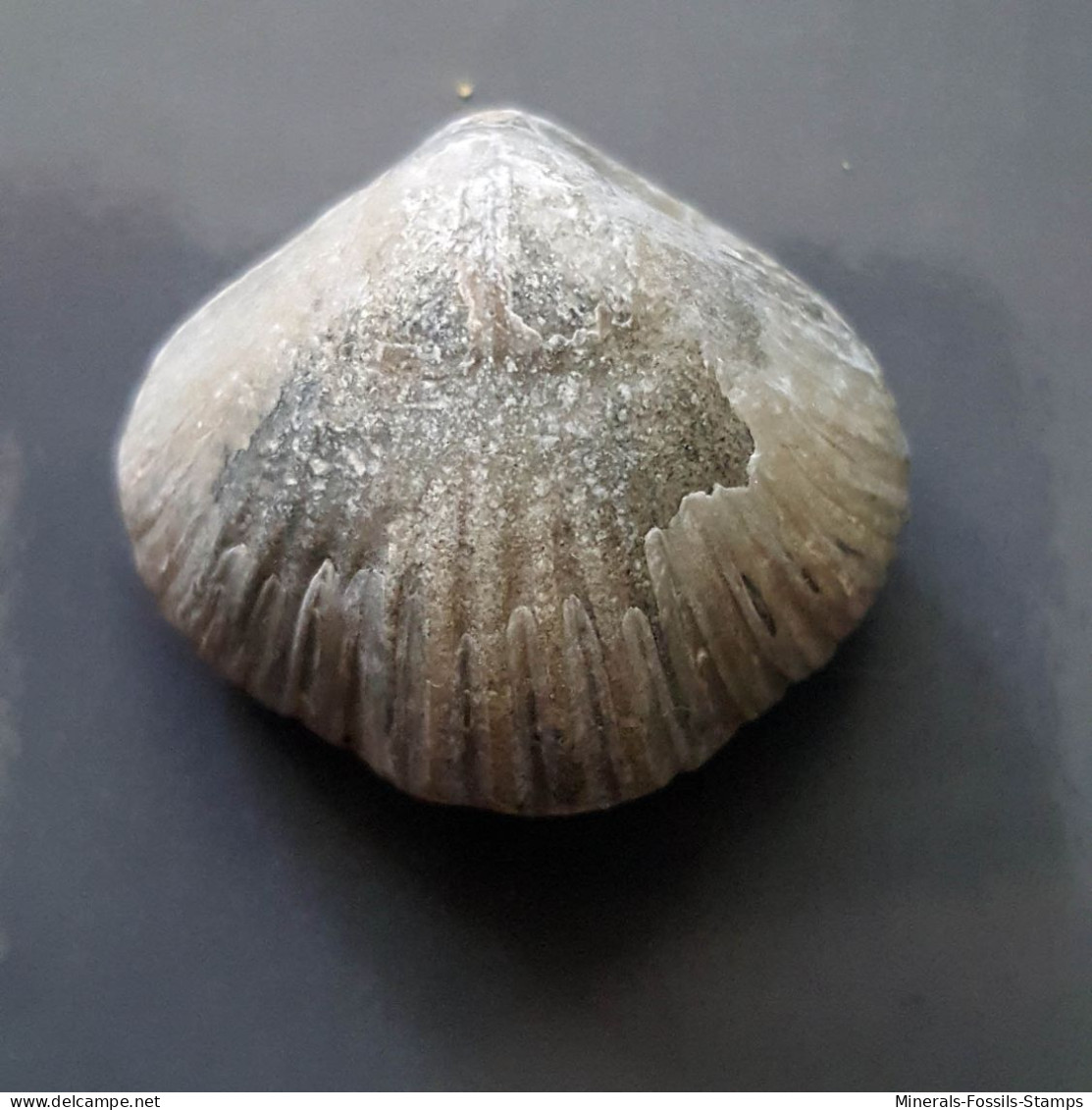 #SEPTALIPHORA ORBIGNYANA Fossile, Brachiopoden, Jura (Frankreich) - Fossils