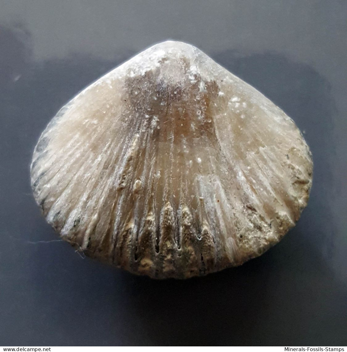 #SEPTALIPHORA ORBIGNYANA Fossile, Brachiopoden, Jura (Frankreich) - Fossilien