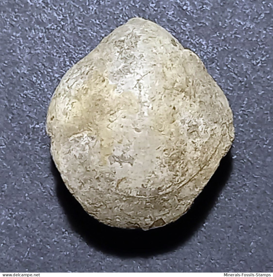 #MOESCHIA CAMPANEA Fossil, Brachiopod, Jura (Frankreich) - Fósiles