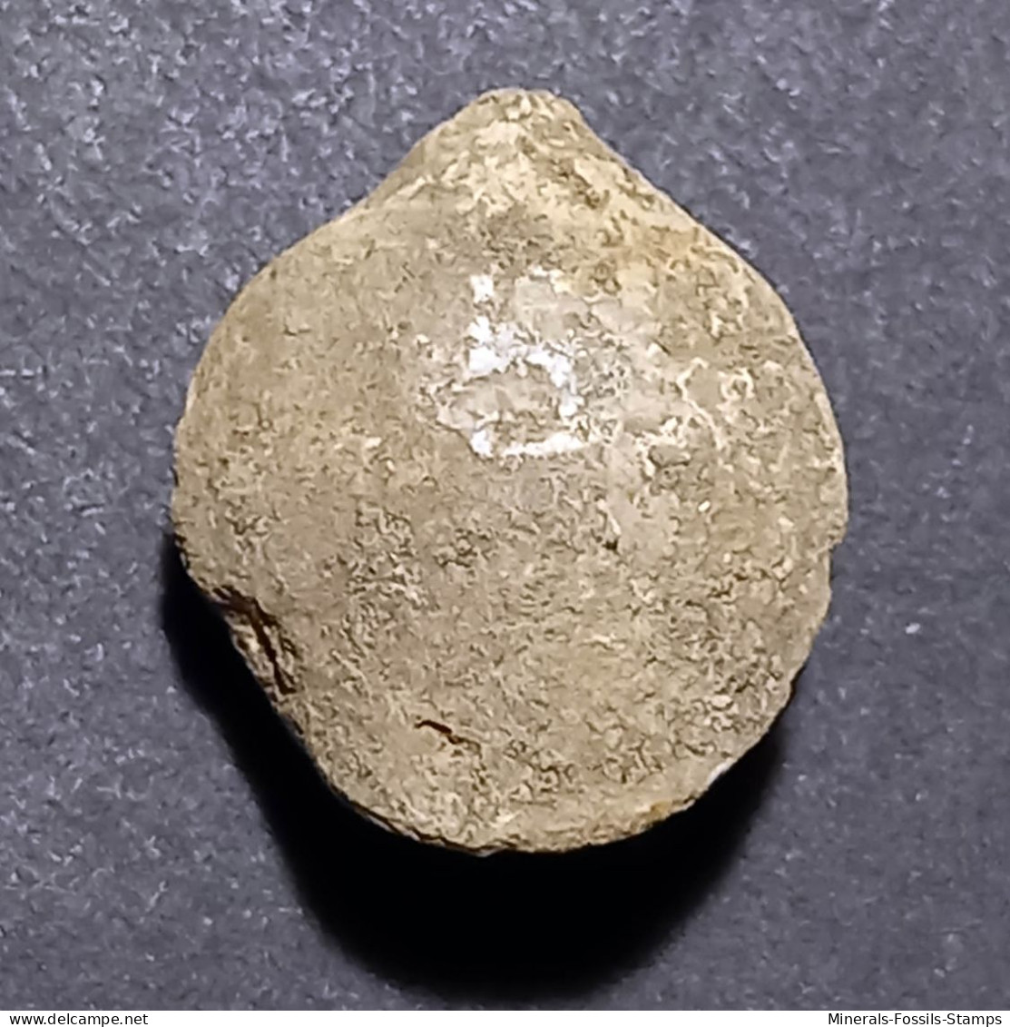 #MOESCHIA CAMPANEA Fossil, Brachiopod, Jura (Frankreich) - Fossiles