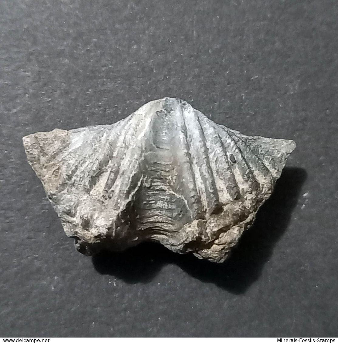 #ADOLFIA SOLITA Fossile, Brachiopoden, Devon (Russland) - Fossilien