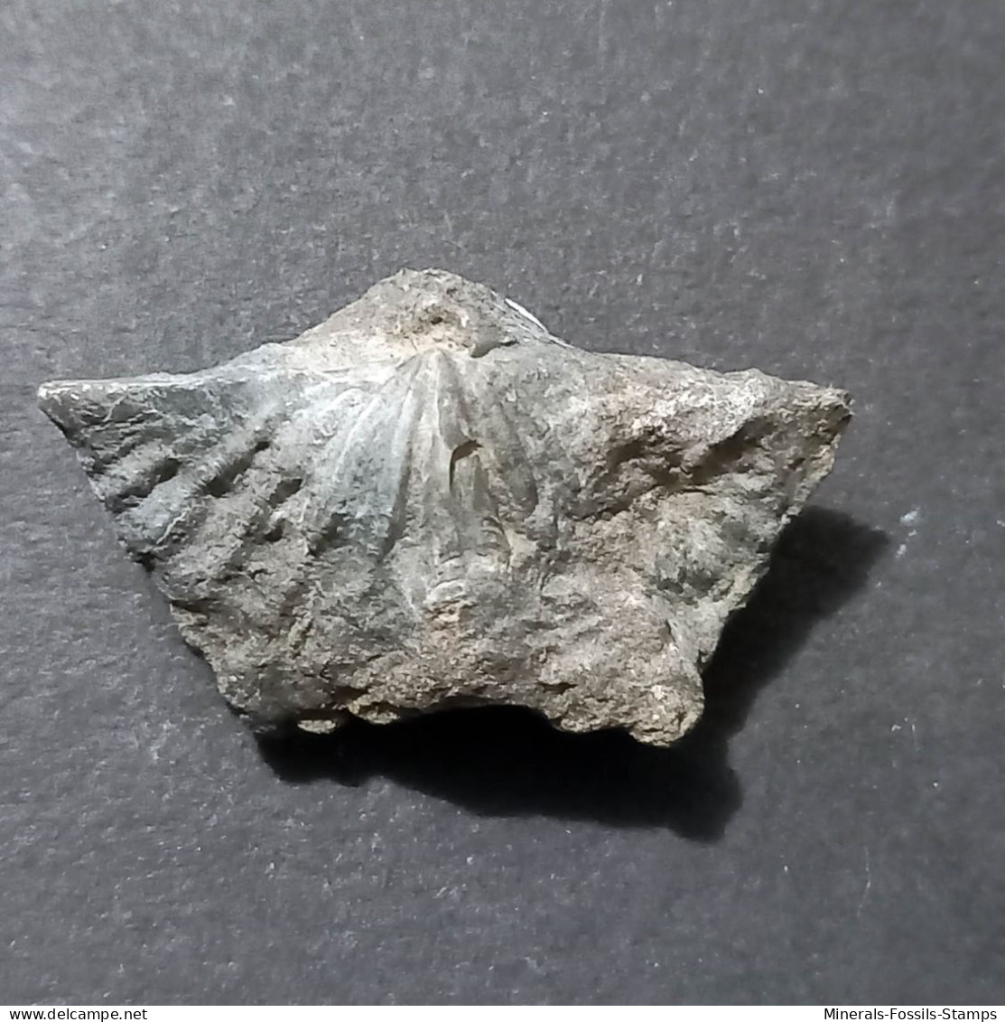 #ADOLFIA SOLITA Fossile, Brachiopoden, Devon (Russland) - Fossilien