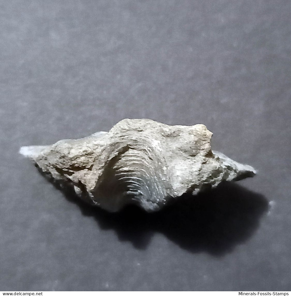 #ADOLFIA SOLITA Fossile, Brachiopoden, Devon (Russland) - Fossielen