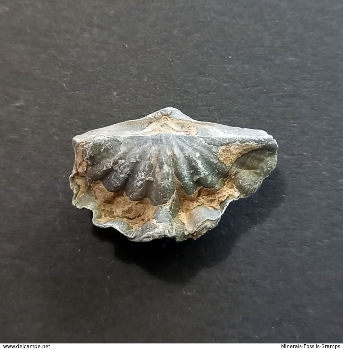 #ARDUSPIRIFER ARDUENNENSIS ANTECEDENS Fossile, Brachiopoden, Devon (Belgien) - Fossielen