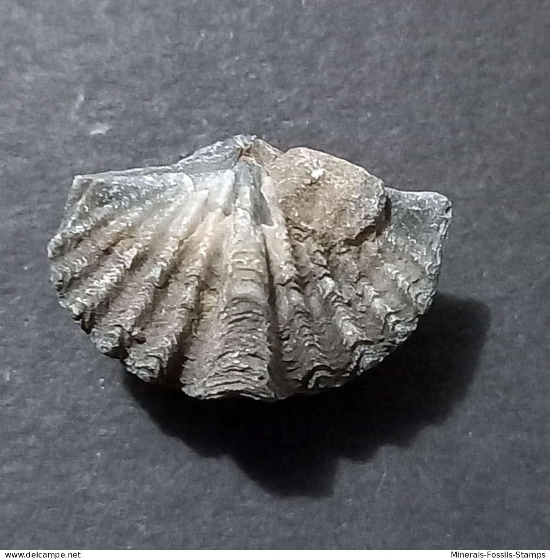 #BRACHYSPIRIFER Sp Fossile, Brachiopoden, Devon (Vereinigte Staaten) - Fossilien