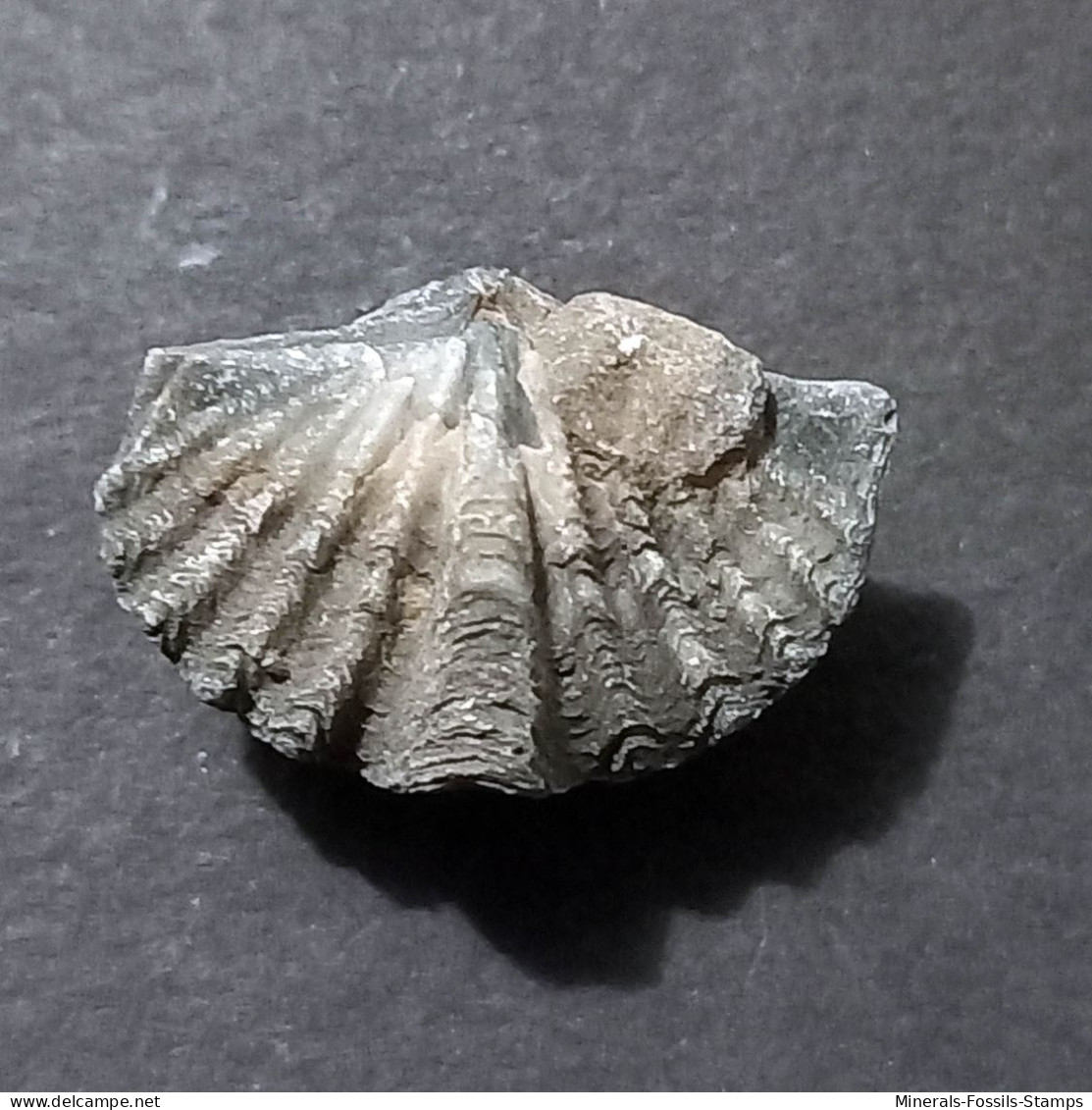 #BRACHYSPIRIFER Sp Fossile, Brachiopoden, Devon (Vereinigte Staaten) - Fossiles