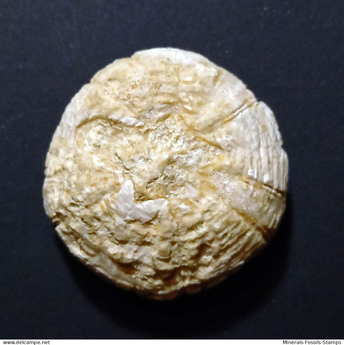 #Seeigel, HETERODIADEMA LIBYCUM, Kreide, Cenomanium (Taouze, Marokko) - Fossilien