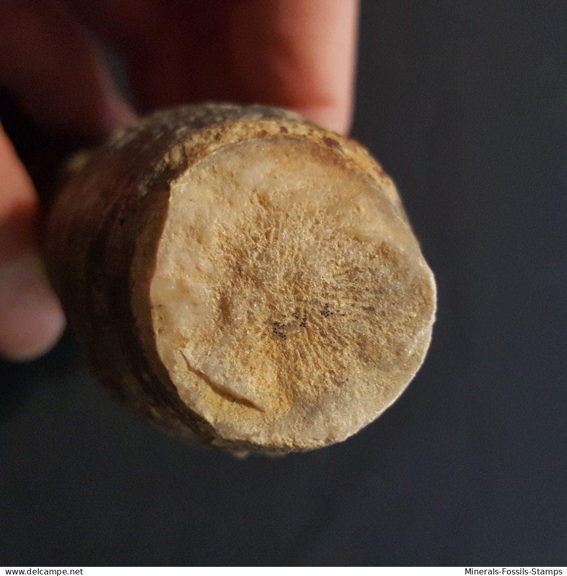 #ACANTHOPHYLLUM VERMICULARE Fossile, Koral, Devon (Russland) - Fossilien