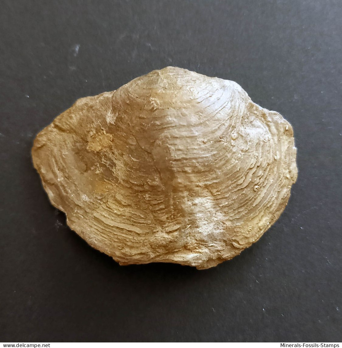 #ATHYRIS SPIRIFEROIDES Sp Fossile, Brachiopoden, Devon (USA) - Fósiles