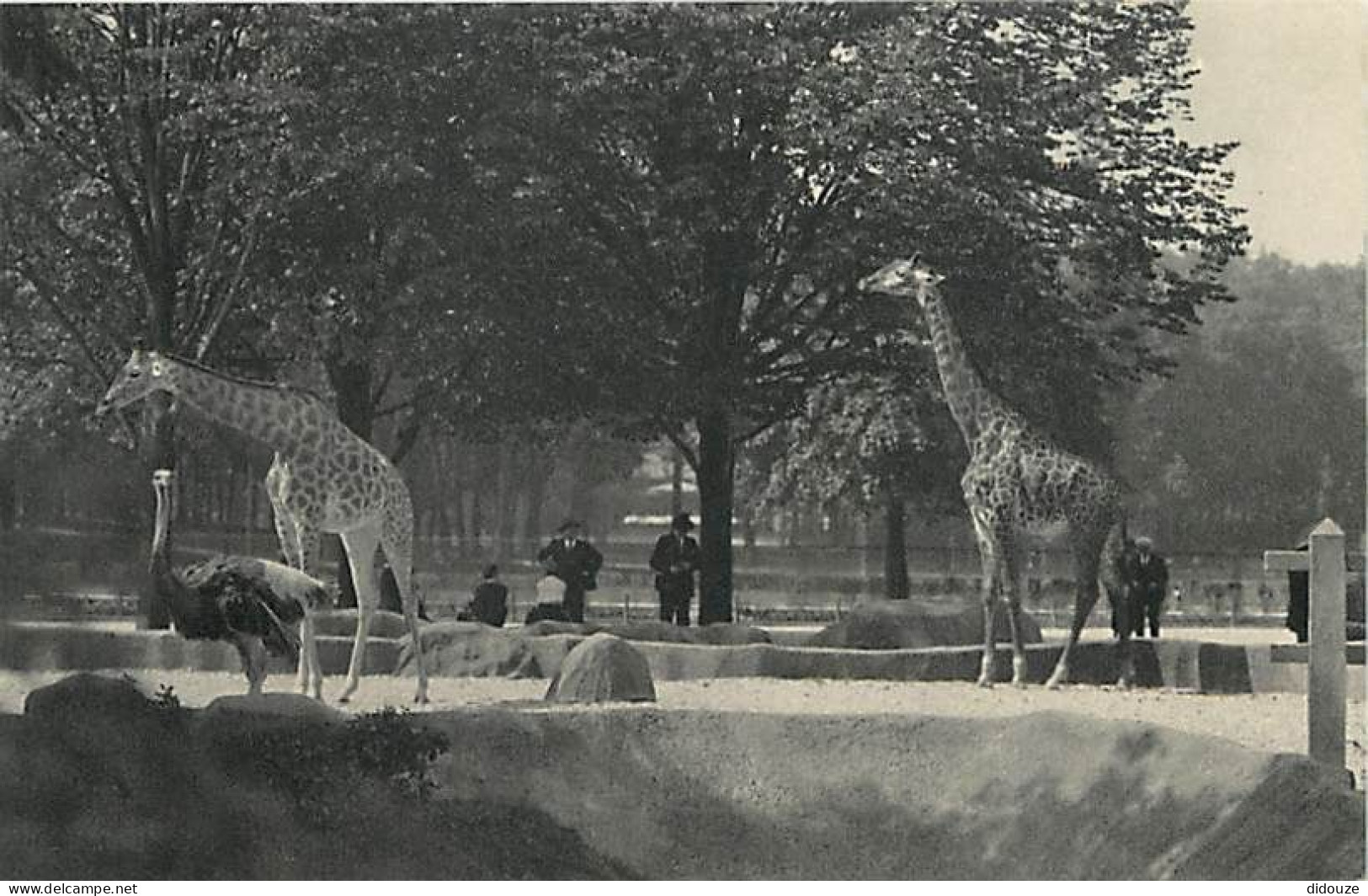 Animaux - Girafes - Parc Zoologique Du Bois De Vincennes - Les Girafes Sur Leur Plateau - Carte Neuve - CPM - Voir Scans - Giraffes