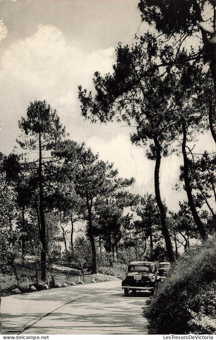 BELGIQUE - Knokke Zoule - La Saphière - Het Sparrenbos - Carte Postale - Knokke