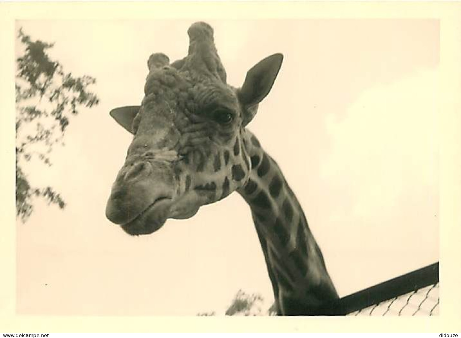 Animaux - Girafes - Photographie 12 X 9 Cm - CPM - Voir Scans Recto-Verso - Girafes