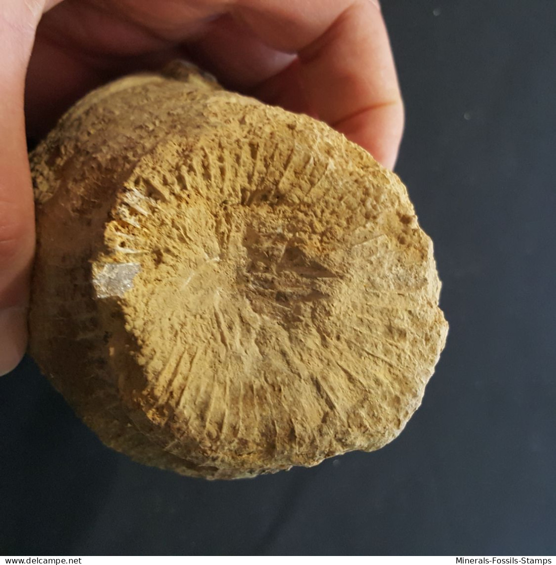 #MESOPHYLLUM MAXIMUM MAXIMUM Fossile, Koral, Devon (Deutschland) - Fossielen