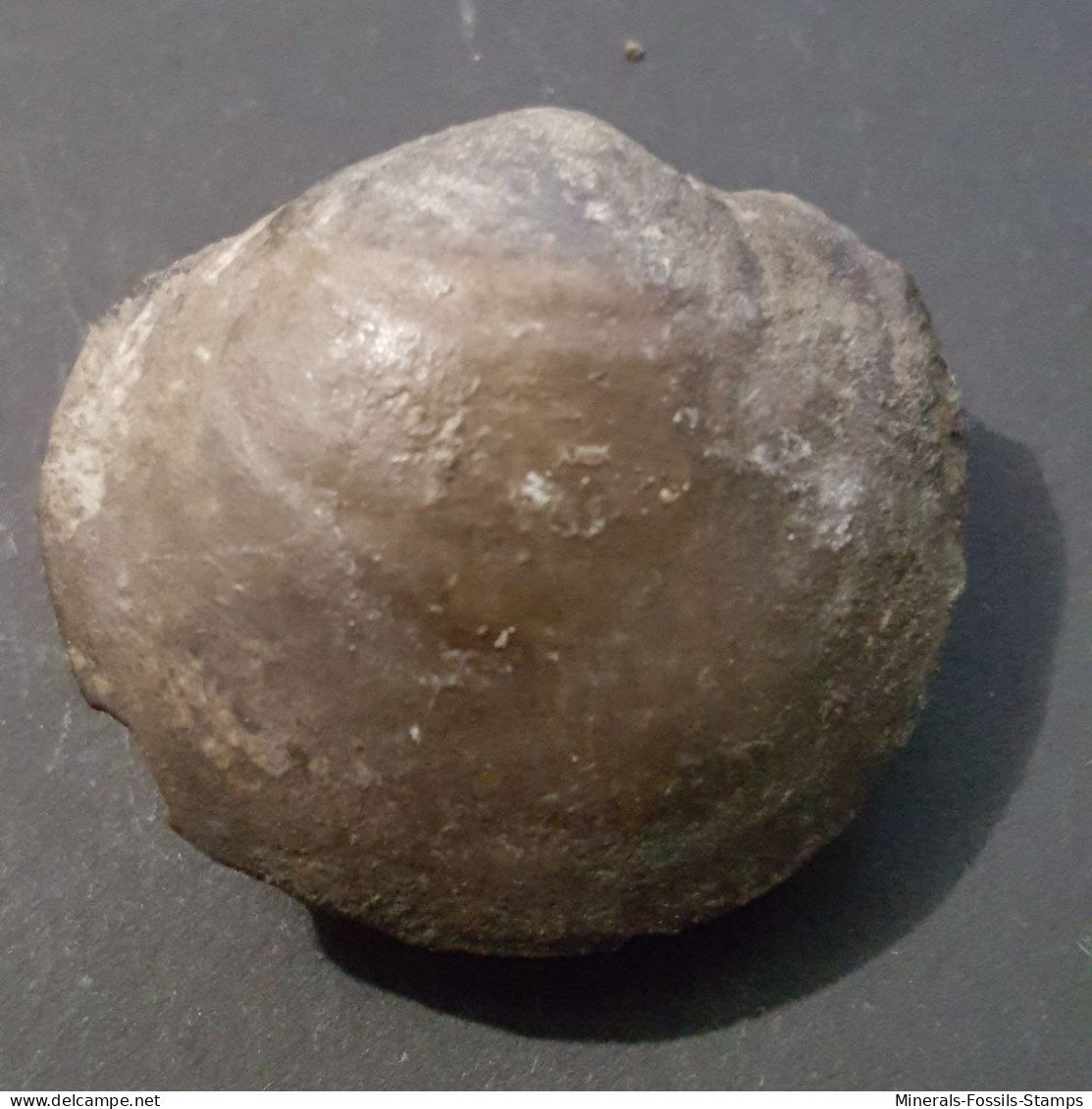 #PARACYCLAS LIRATA Fossile, Pelecypod, Devon (Kanada) - Fossils