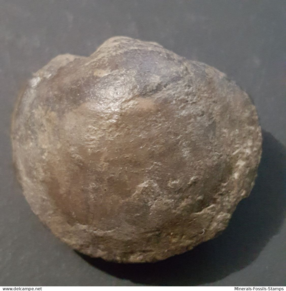 #PARACYCLAS LIRATA Fossile, Pelecypod, Devon (Kanada) - Fossils