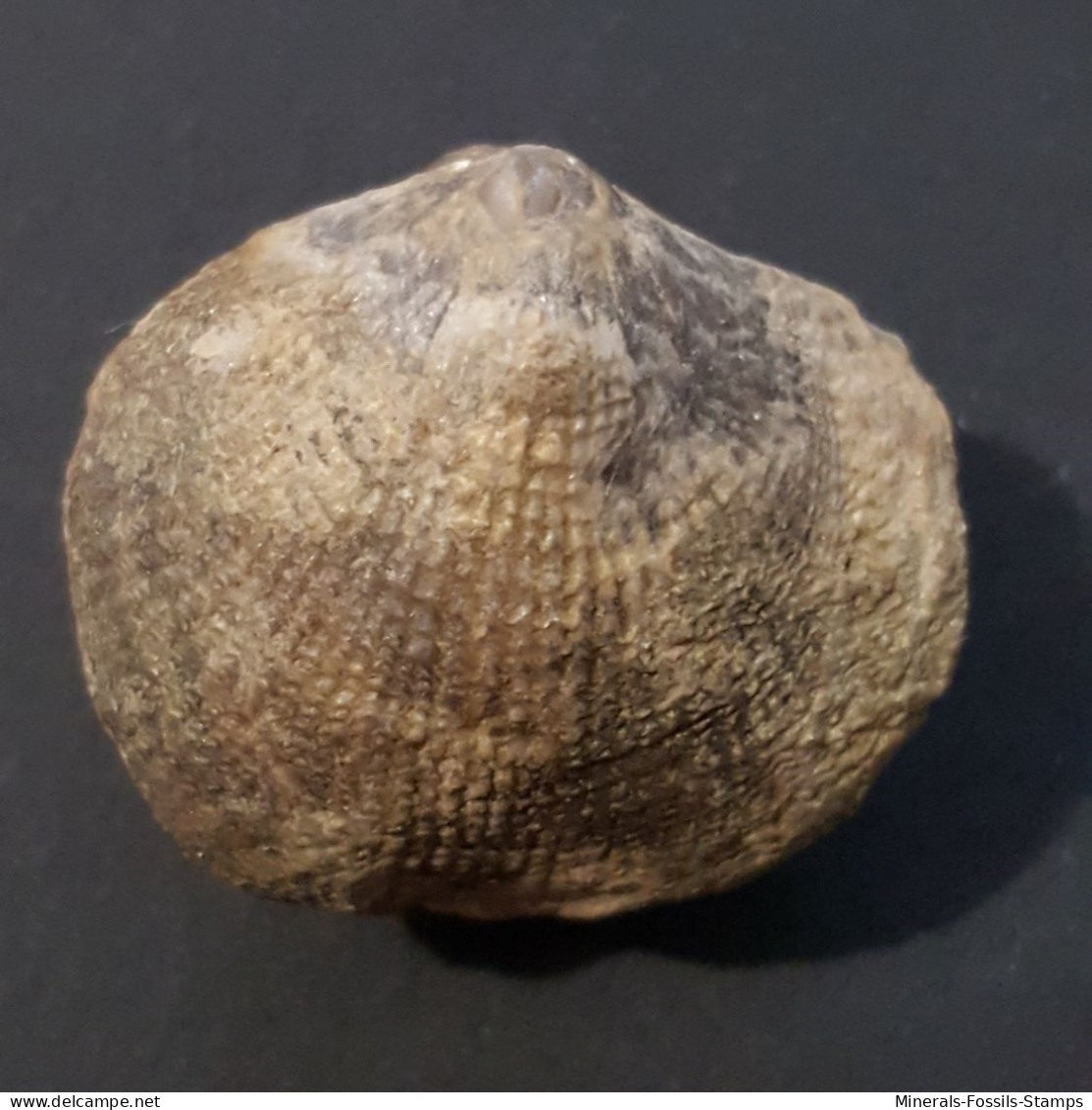 #SCHIZOPHORIA Sp. Fossile, Brachiopoden, Karbon (Vereinigte Staaten, USA) - Fossils