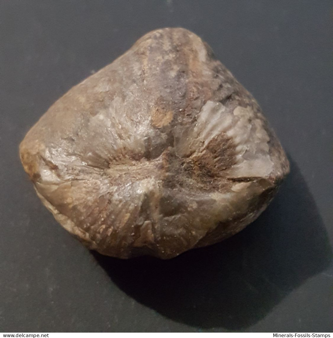 #SPINOCYRTIA OSTIOLATA Sp. Fossile, Brachiopoden, Devon (Deutschland) - Fossilien