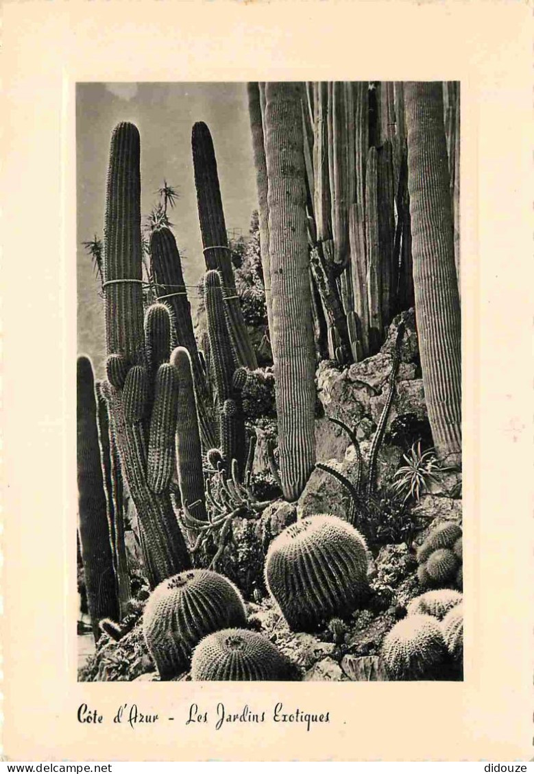 Fleurs - Plantes - Cactus - La Cote D'Azur - Les Jardins Exotiques - Carte Dentelée - CPSM Grand Format - Voir Scans Rec - Cactus