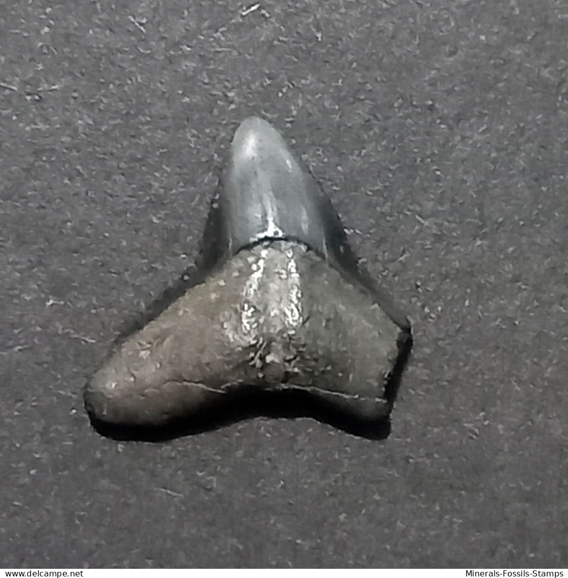 #BR03 CARCHARHINUS LEUCAS Haifisch-Zähne Fossil, Miozän (Brasilien) - Fossils