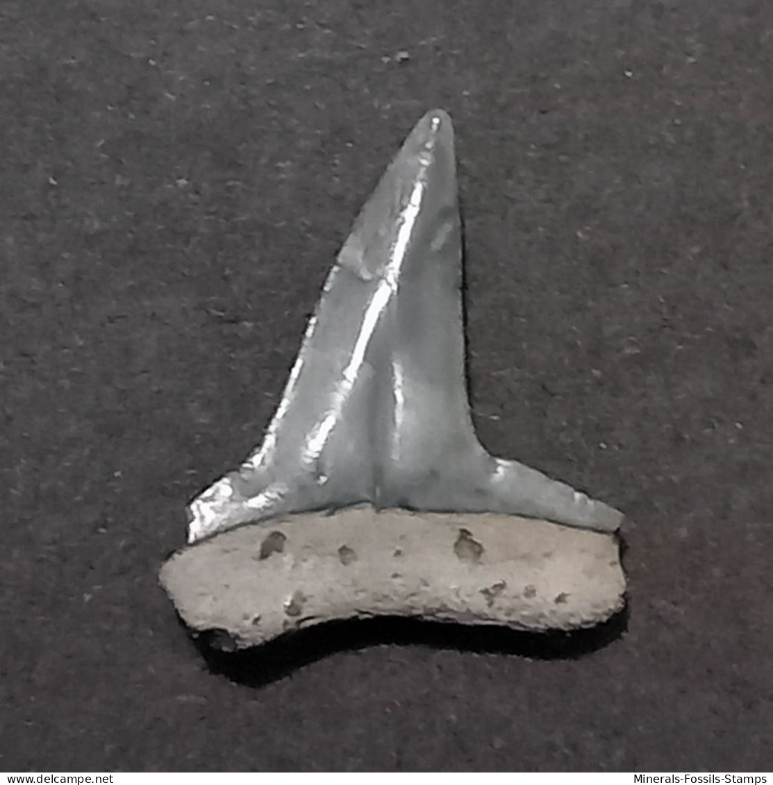 #BR04 SPHYRNA MEDIA Haifisch-Zähne Fossil, Miozän (Brasilien) - Fossielen