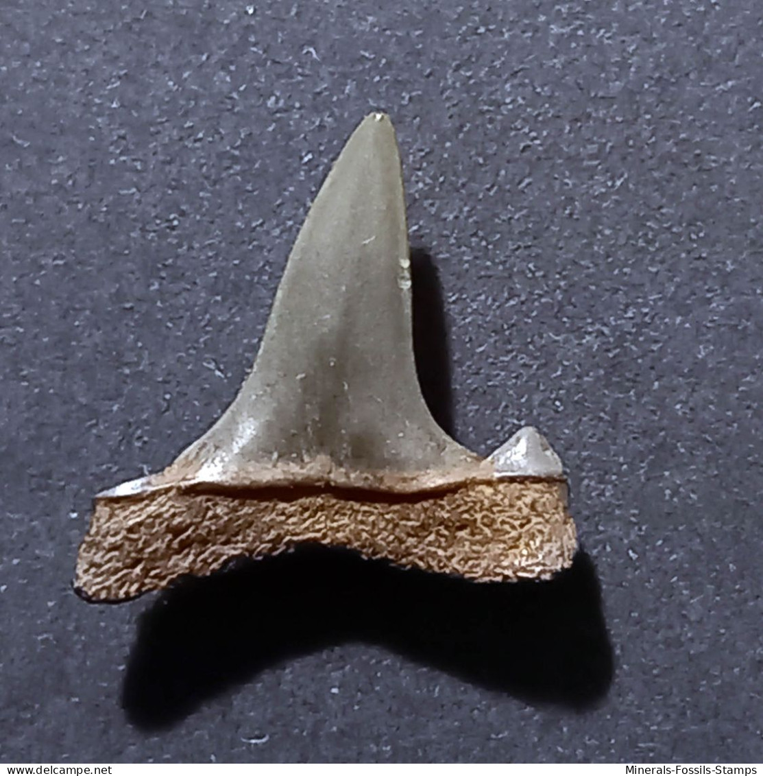 #FR04 CARCHARIAS ACUTISSIMA Fossil Haifischzahn Miozän (Frankreich) - Fossils