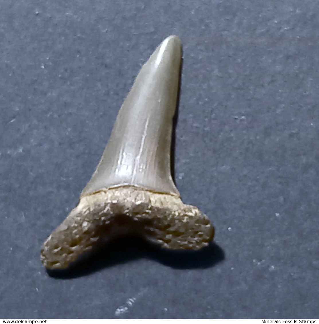 #FR05 CARCHARIAS ACUTISSIMA Fossil Haifischzahn Miozän (Frankreich) - Fósiles