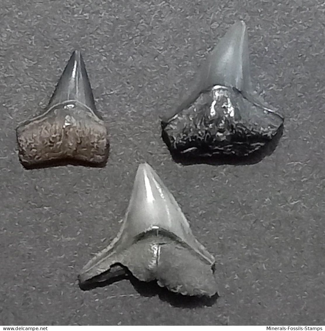 #FR10 CARCHARHINUS PRISCUS Fossil Haifischzahn Miozän (Frankreich) - Fossilien