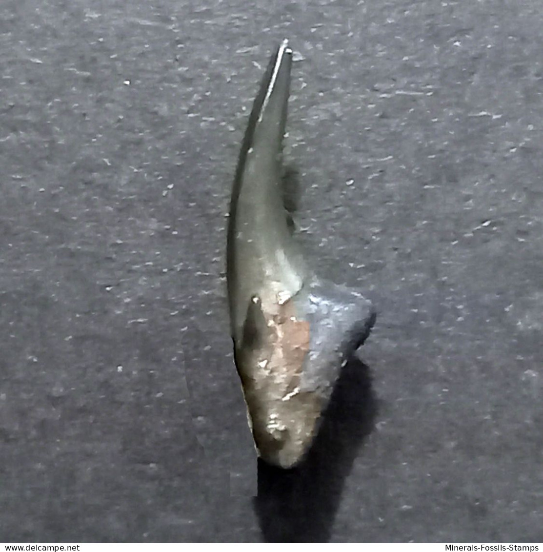 #GER08 SYLVERSTRILAMIA TERETIDENS Haifisch-Zähne Fossil, Eozän (Deutschland) - Fossils