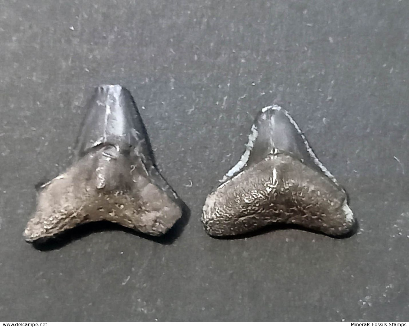 #IND02 CARCHARHINUS Sp. Fossil Haifischzahn Pliozän (Indonesien) - Fossilien