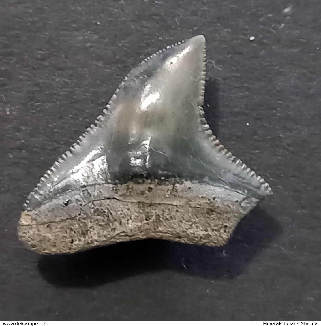 #IT02 CARCHARHINUS LEUCAS Haifisch-Zähne Fossil, Pliozän (Italien) - Fossielen