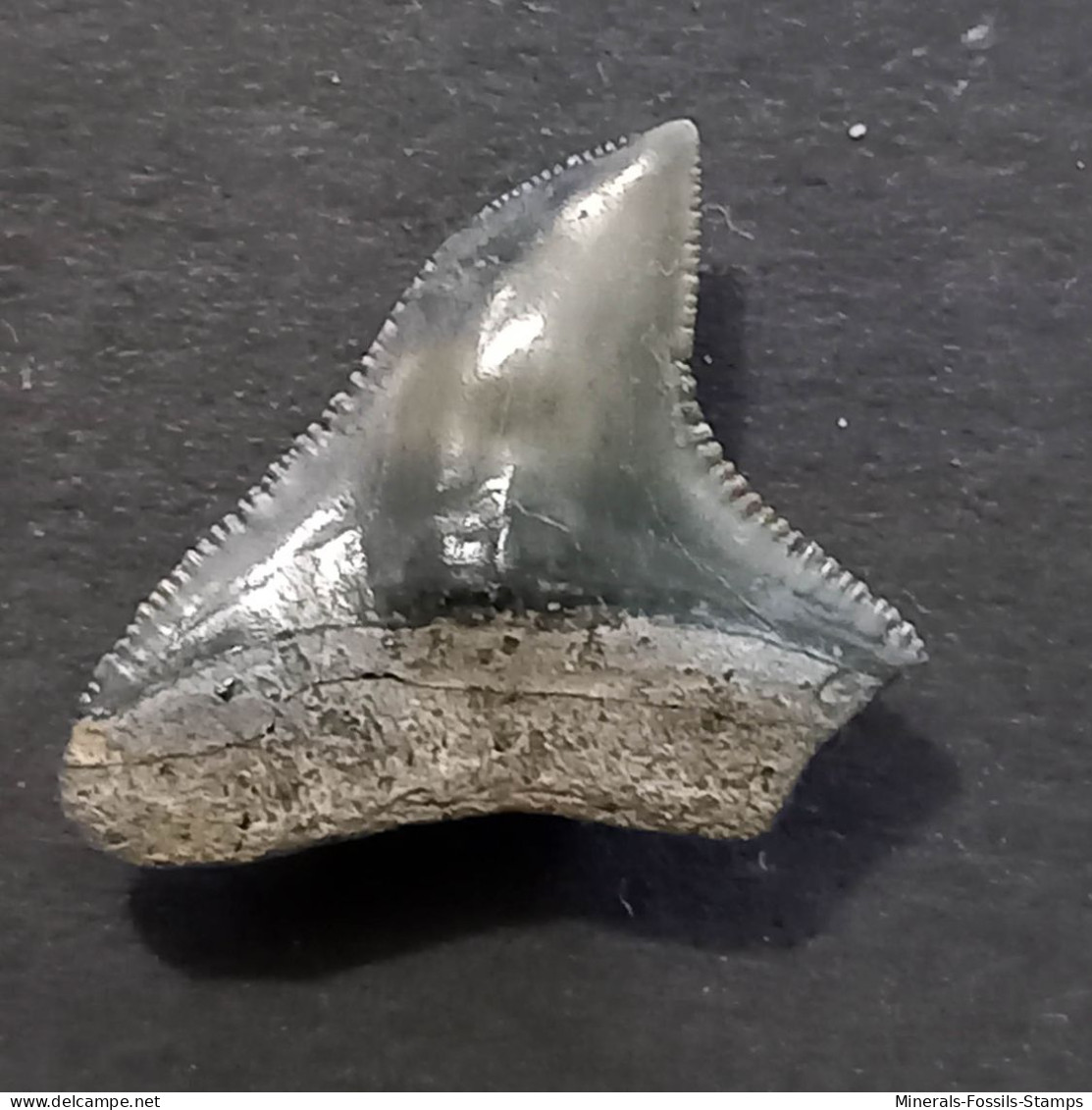 #IT02 CARCHARHINUS LEUCAS Haifisch-Zähne Fossil, Pliozän (Italien) - Fossiles