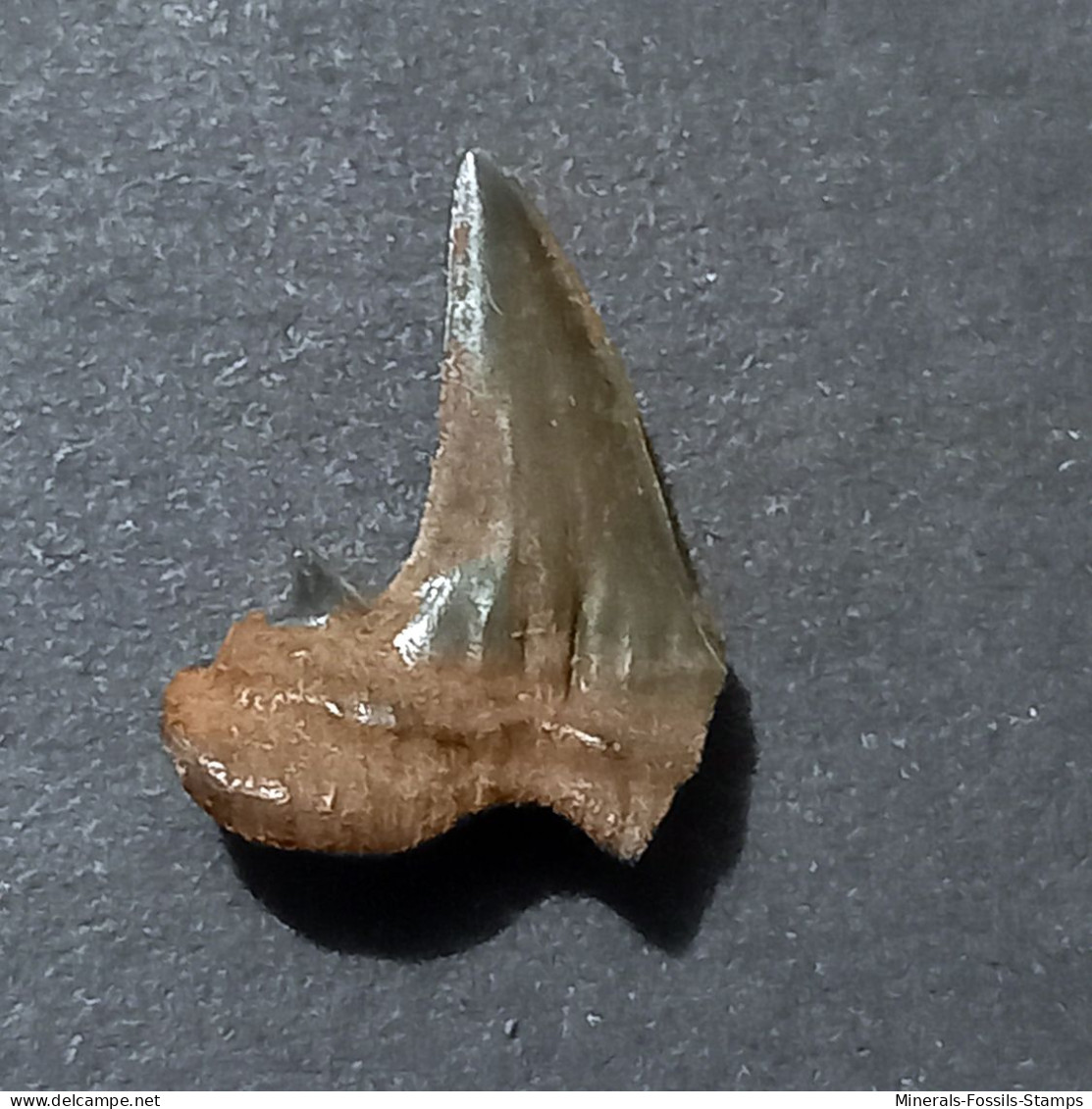 #UNG01 ARALOSELACHUS CUSPIDATUS Fossil Haifischzahn Miozän (Ungarn) - Fossielen