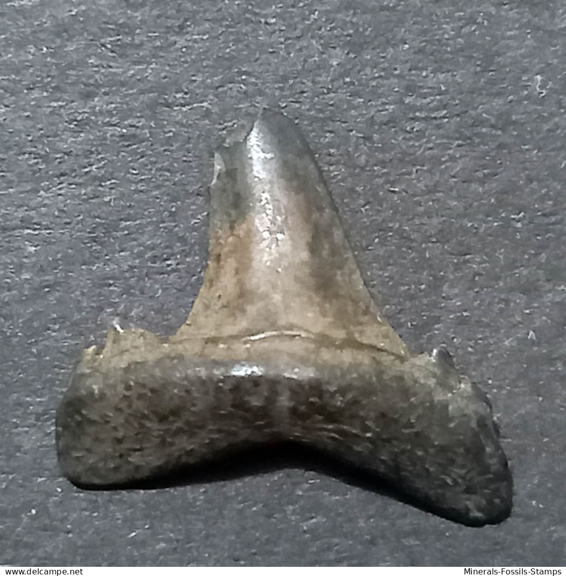 #US01 ODONTASPIS ACULEATUS Haifisch-Zähne Fossile Kreide (Vereinigte Staaten, USA) - Fossielen