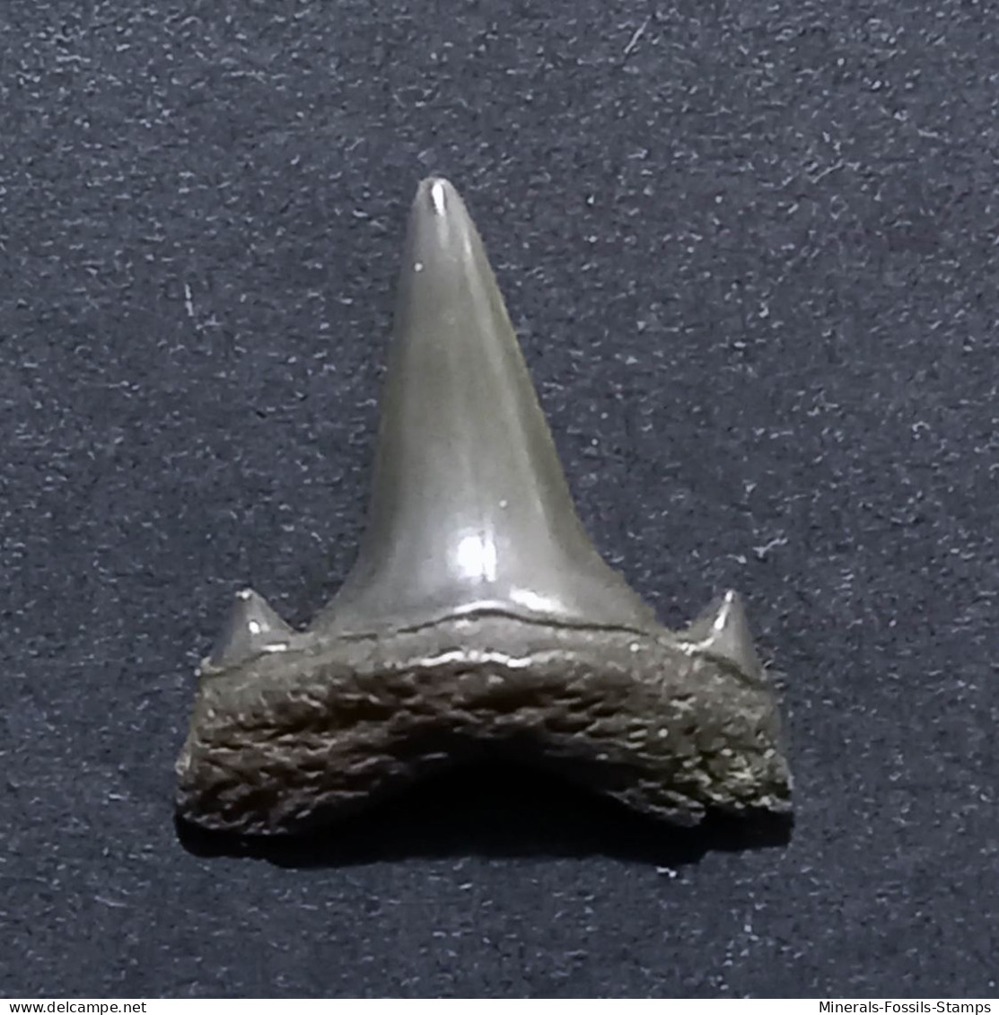 #US08 STRIATOLAMIA MACROTA Haifisch-Zähne Fossile Eozän (USA) - Fossils