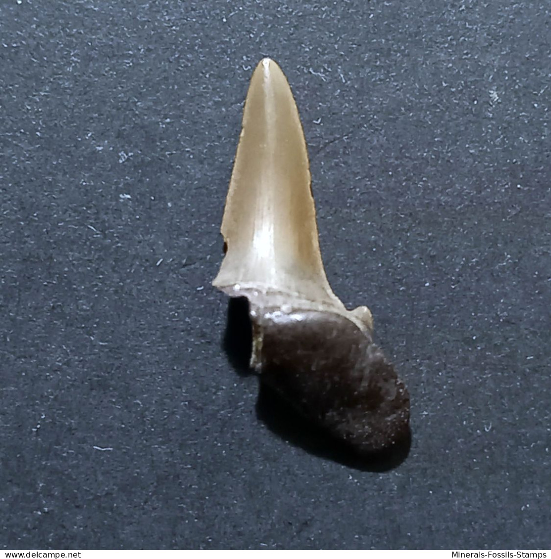 #US09 SCAPANORHYNCHUS RAPHIODON Haifisch-Zähne Fossile Kreide (USA) - Fossielen