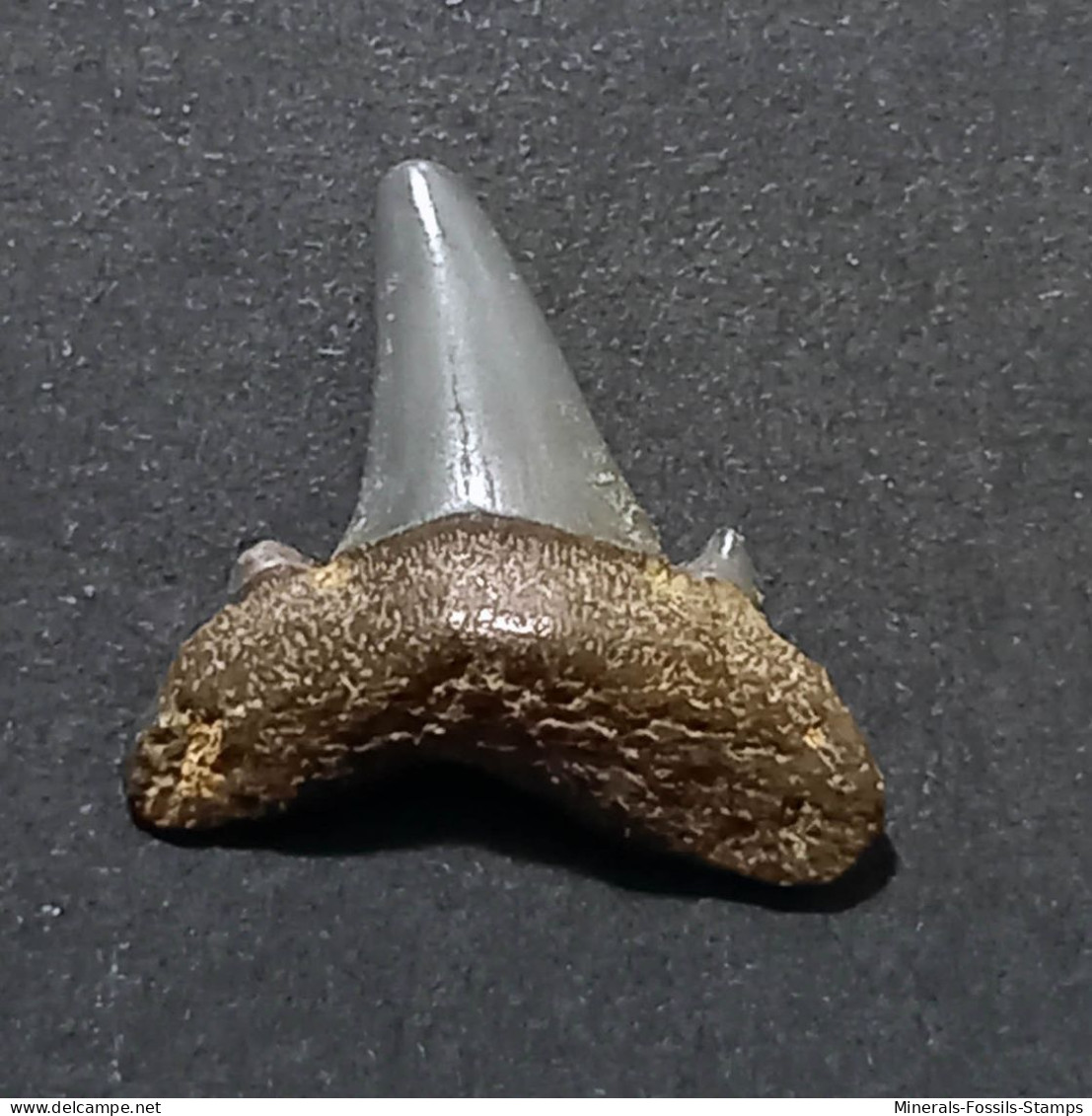 #US10 BRACHYCARCHARIAS LERICHEI Haifisch-Zähne Fossile Eozän (USA) - Fossiles
