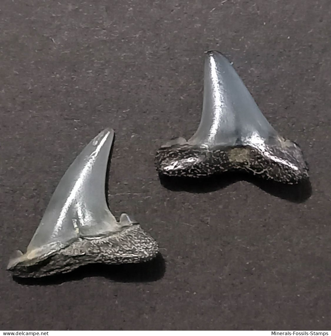 #US13 TETHYLAMNIA DUNNI Haifisch-Zähne Fossile Eozän (USA, Vereinigte Staaten) - Fossielen