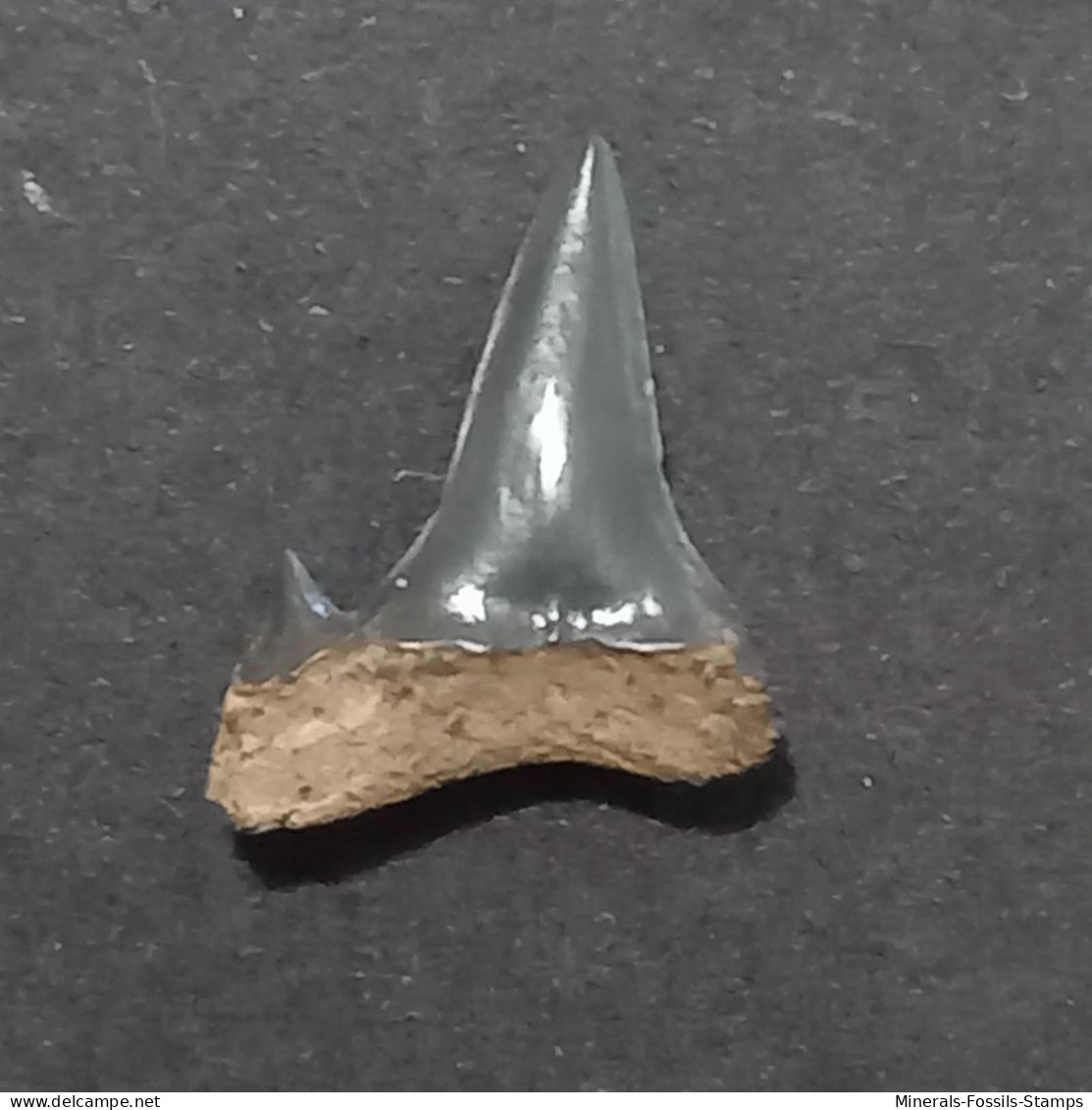 #US15 CARCHARIAS CUSPIDATA Haifisch Zähne Fossile Eozän (USA, Vereinigte Staaten) - Fossils