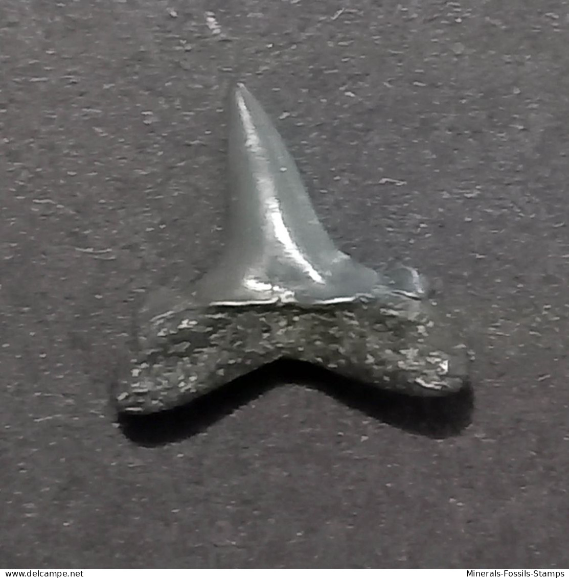 #US16 JAECKELOTODUS TRIGONALIS Haifisch Zähne Fossile Eozän (USA, Vereinigte Staaten) - Fossielen