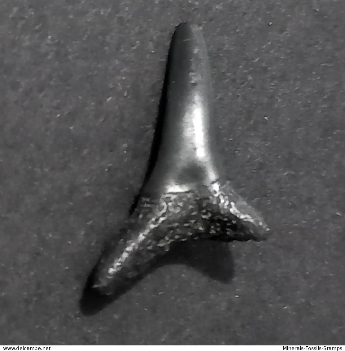 #US18 CARCHARHINUS HOPEI Haifisch-Zähne Fossile Eozän (USA, Vereinigte Staaten) - Fossiles