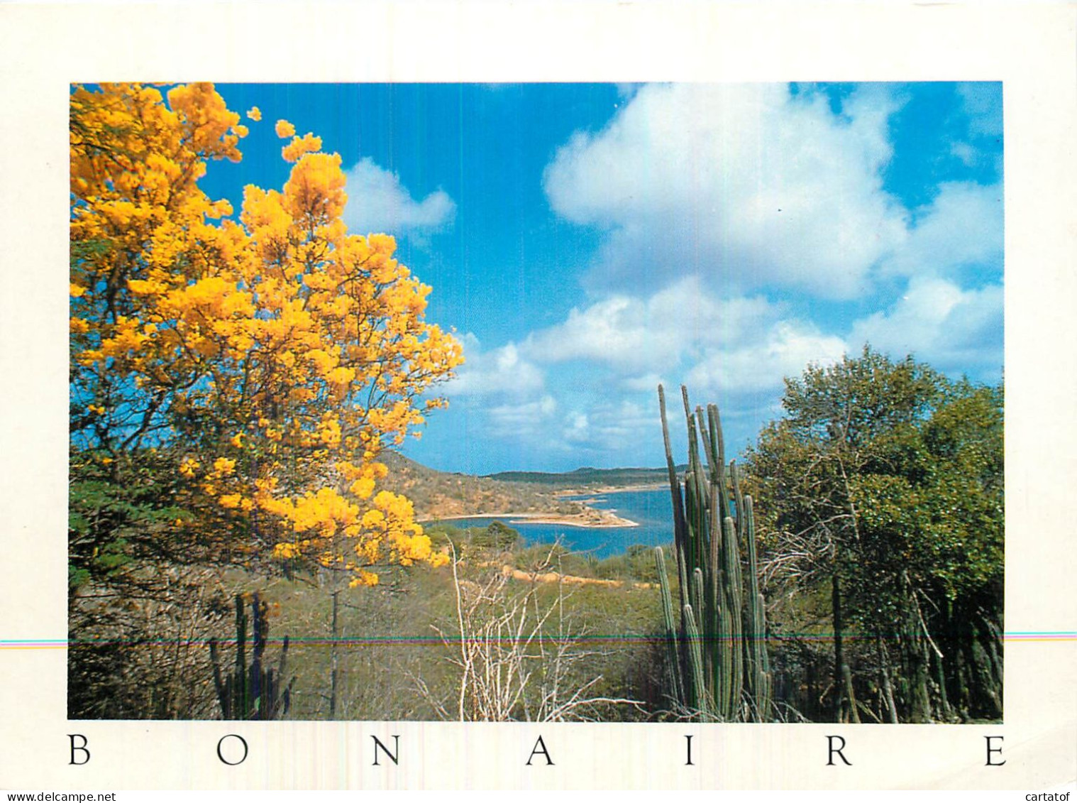 BONAIRE . DUTCH CARIBBEAN . Flowering Kibrahacha Overlooking Goto Lake - Bonaire